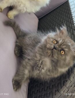 Perser Kätzchen kitten - Nürnberg