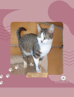 Katze Siggy wartet auf ihr Körbchen - Lalendorf