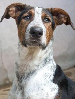 Poppins, neugierig - Kettershausen