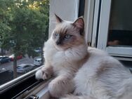 Reinrassige Ragdoll - Berlin Treptow-Köpenick