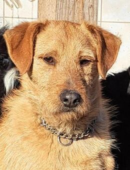 Bear sucht seine Familie - Weilheim (Oberbayern)