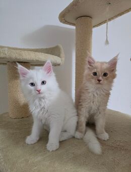 Maine Coon Mix Kitten 🤍 - Ainring