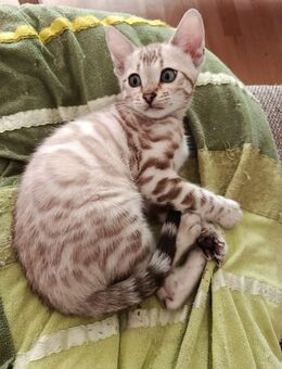 Reinrassige Bengalkitte zu verkaufen - Lommatzsch