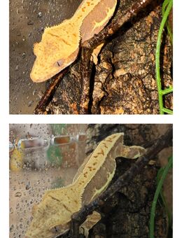 Correlophus ciliatus Kronengecko 0.0.3 - Bergen (Niedersachsen)