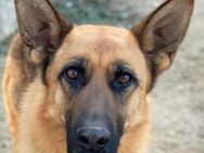 Wilma, geb. ca. 04/2021, Griechenland - Euskirchen