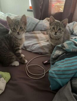 katzen - Düren