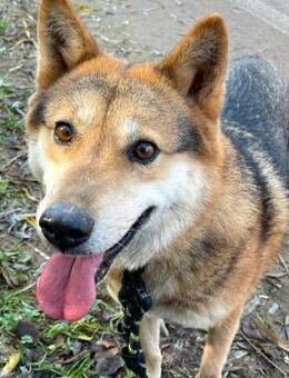 Hershey wünscht sich ihr Glück ♥ - Ebstorf (Klosterflecken)