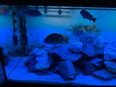 Aquarium in 41066