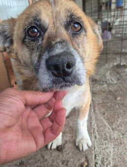 Kirby, ein wundervoller Senior - Köln