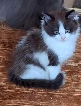 Maine Coon Kätzchen - Höchenschwand