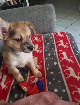 Hunde suchen ein schönes Zuhause - Düsseldorf