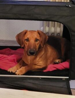 Liebe Dackeline Zoe - Bissingen