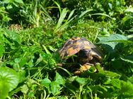 Liebevolles Zuhause für Schildkröten - Oberursel (Taunus) Stierstadt