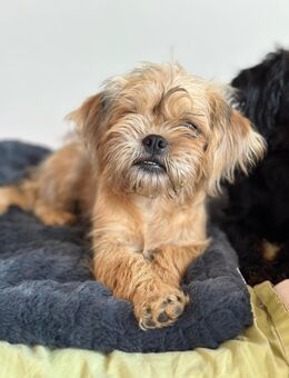 Zwei Mischlings-Mops Damen abzugeben - Colditz