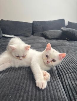 Katzen suchen ein Zuhause - Pirmasens