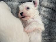 Maltesermix Welpen 12 wochen - Winterthur