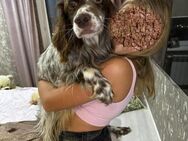 Setter in großer Not - Augsburg