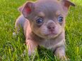Chihuahua Welpen Rüden reinrassig Lilac Tricolor Kurzhaar suchen liebevolles Zuhause in 06628