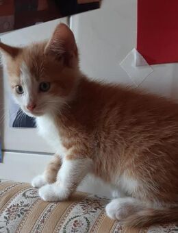 Vier Kitten Suchen ein Zuhause - Hohenzieritz
