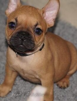 Französische Bulldoggen Welpen aus langjähriger deutscher Zuchtstätte - ohne Qualzuchtmerkmale- - Frankfurt (Main)