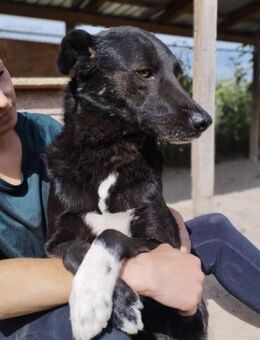 Otto 50 cm - Alpenrod