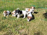 Jack Russel Welpen - Steinburg