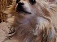 Chihuahua Deckrüde! - Dingolfing