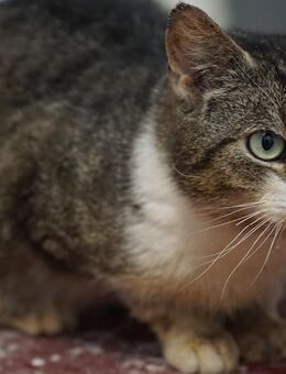 Frieda - unser absolutes Sorgenfellchen möchte leben! - Straelen