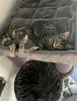 Katzen abzugeben - Sulzfeld (Baden-Württemberg)