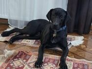 Rocky Max, netter Rüde sucht Familie - Unterföhring