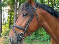 3j. Springtalent Zirocco Blue x Numero Uno - Bad Bentheim