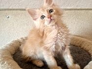 Maine Coon Kitten - Nienburg (Weser)