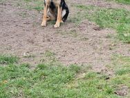 Hund in liebevolle Hände abzugeben - Schöneiche (Berlin)