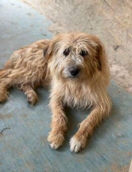 Fritzi, vorsichtiges Kämpferherz, ca. 3 - Vaterstetten