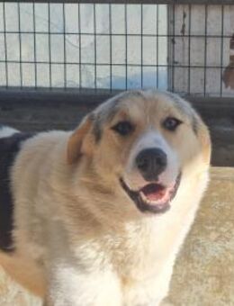 Henry: Ein neugieriges Herz - Eixen