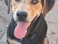 Freundlicher Luis sucht seine Familie - Weilheim (Oberbayern)