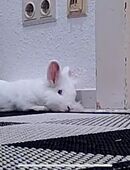 Zwergkaninchen in 66482