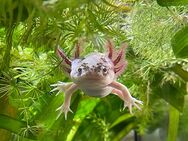 Zwei Axolotl suchen ein neues Zuhause - Bad Bramstedt