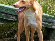 Bambi sucht Liebe und Geborgenheit - Brunstorf