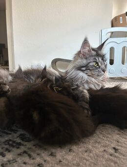 🐾 MAINE-COON-KITTEN ZU VERKAUFEN 🐾 - Neuss