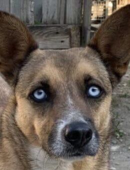ELLIE BLUE sucht erfahrenes Zuhause! - Weiterstadt