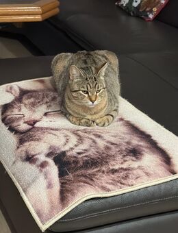 Kater abzugeben - Ammerbuch