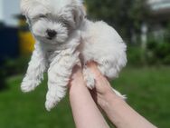 Maltipoo Welpen suchen ein liebevolles Zuhause!🐾 - Limburg (Lahn)