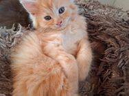 Maine coon mix - Untergruppenbach