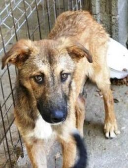 Elian ist sehr sanft, offen + verschmust - Karben