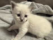 Ragdoll kitten - Dortmund