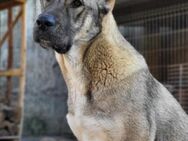 LILY💖HSH-Mix-Hündin & Herzensbrecherin! - Hamburg