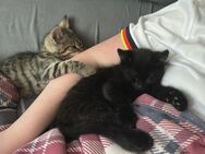 1 kleiner Kater/ Kitten schwarz sucht noch ein liebevolles zu Hause - Wittendörp
