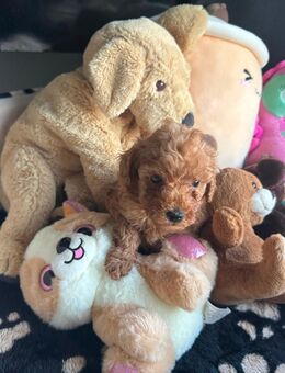 Toy & Zwergpudel Welpen - Büdingen