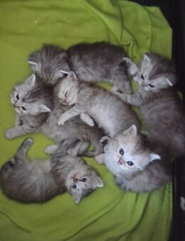 Britisch langhaar kitten - Detmold